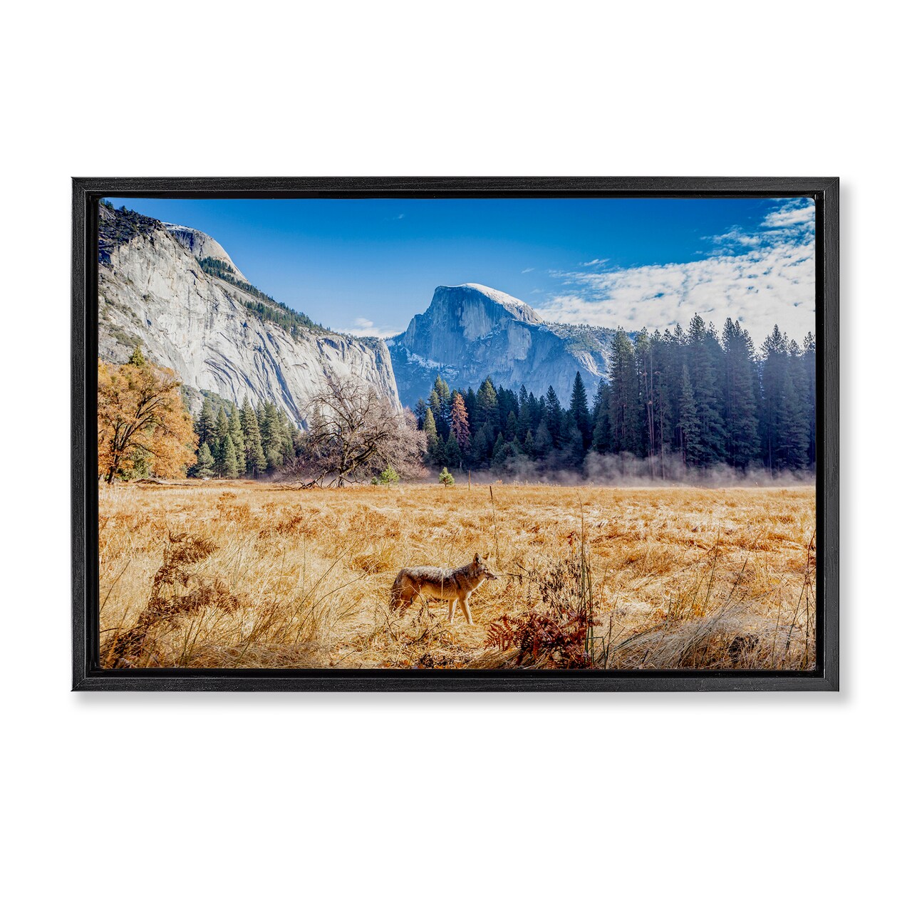 Stupell Industries Coyote in Mountain Prairie Floating Frame, design by Jeff Poe Photography